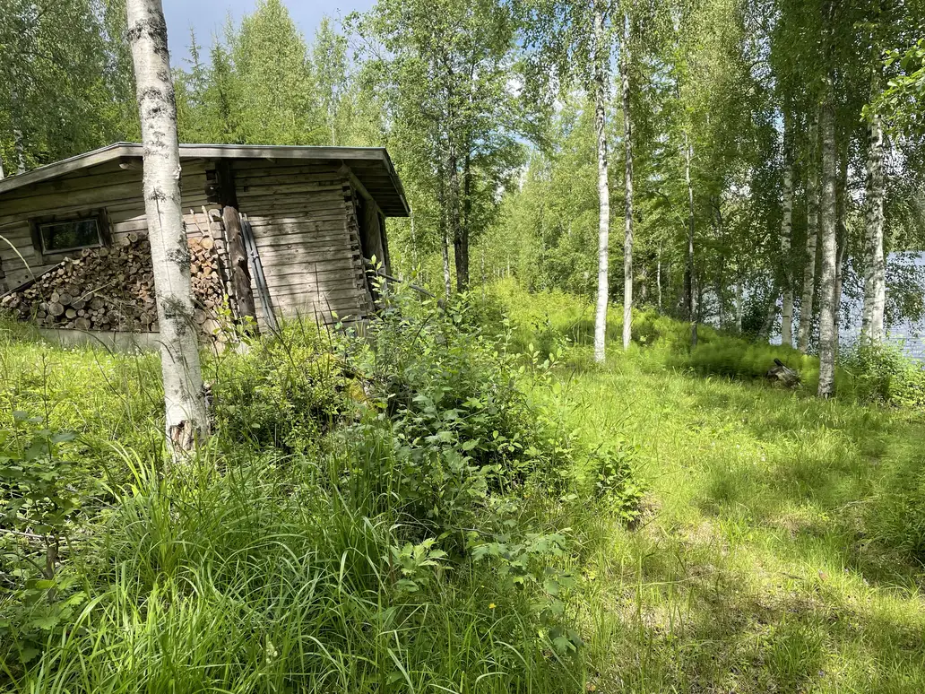 Green forest landscape